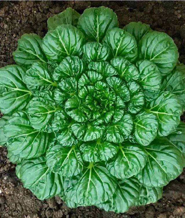 Hạt giống rau cải hoa hồng - gói 1gram
