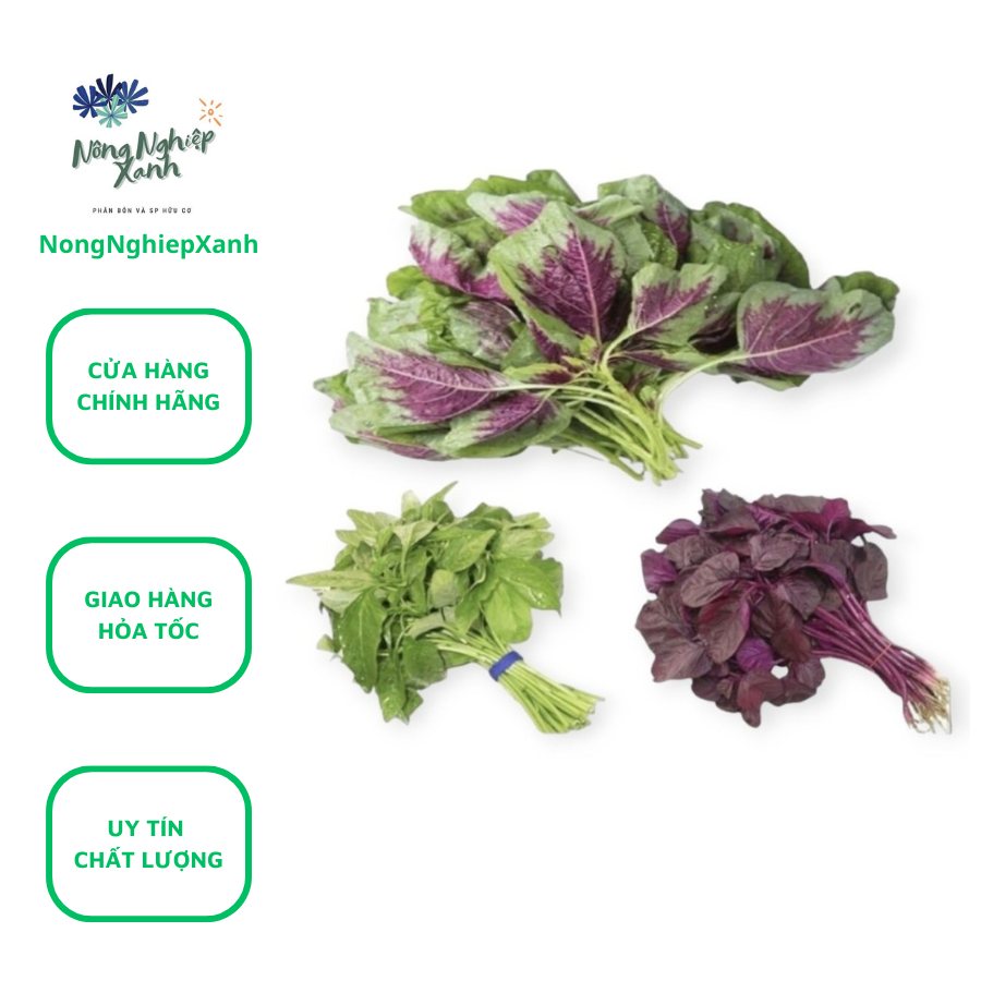 3-color vegetable seed (green beetroot beetroot red) clean for all vegetable den tot for suc canes