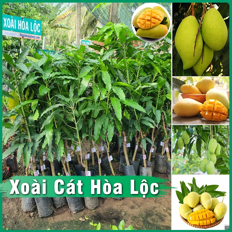 Cây Xoài Cát Hòa Lộc Giống