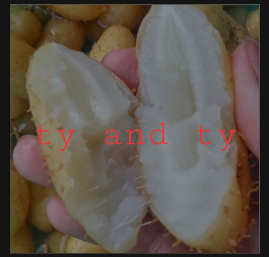 củ lùn giống 10 củ tặng kèm củ ăn