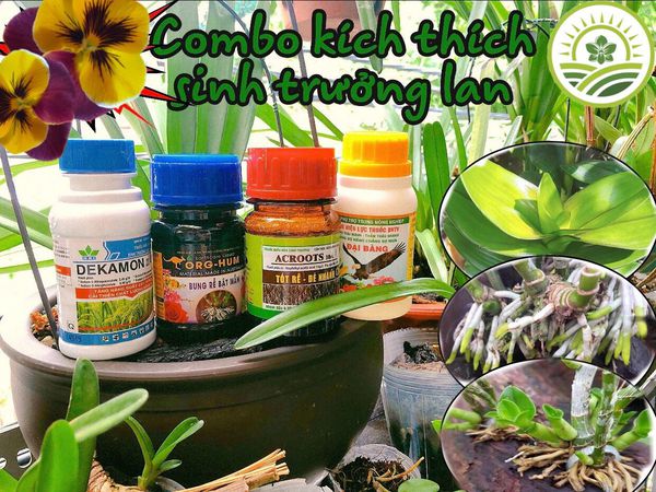 [HCM]Combo kích thích sinh trưởng 4 sản phẩm cho Lan