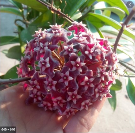 Cẩm Cù Pink Sliver