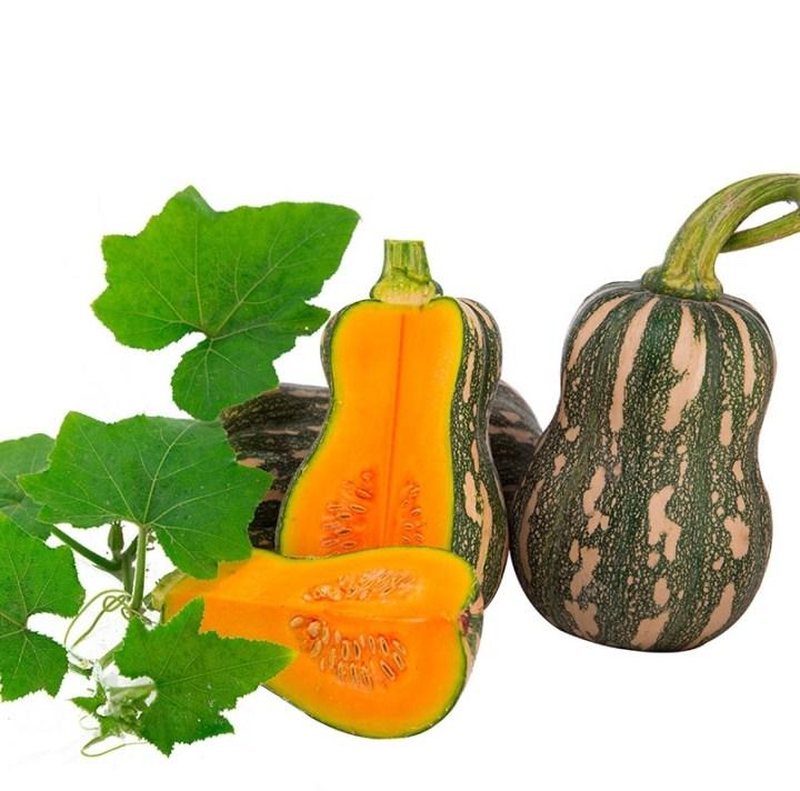 20 hạt giống bí đỏ siêu quả