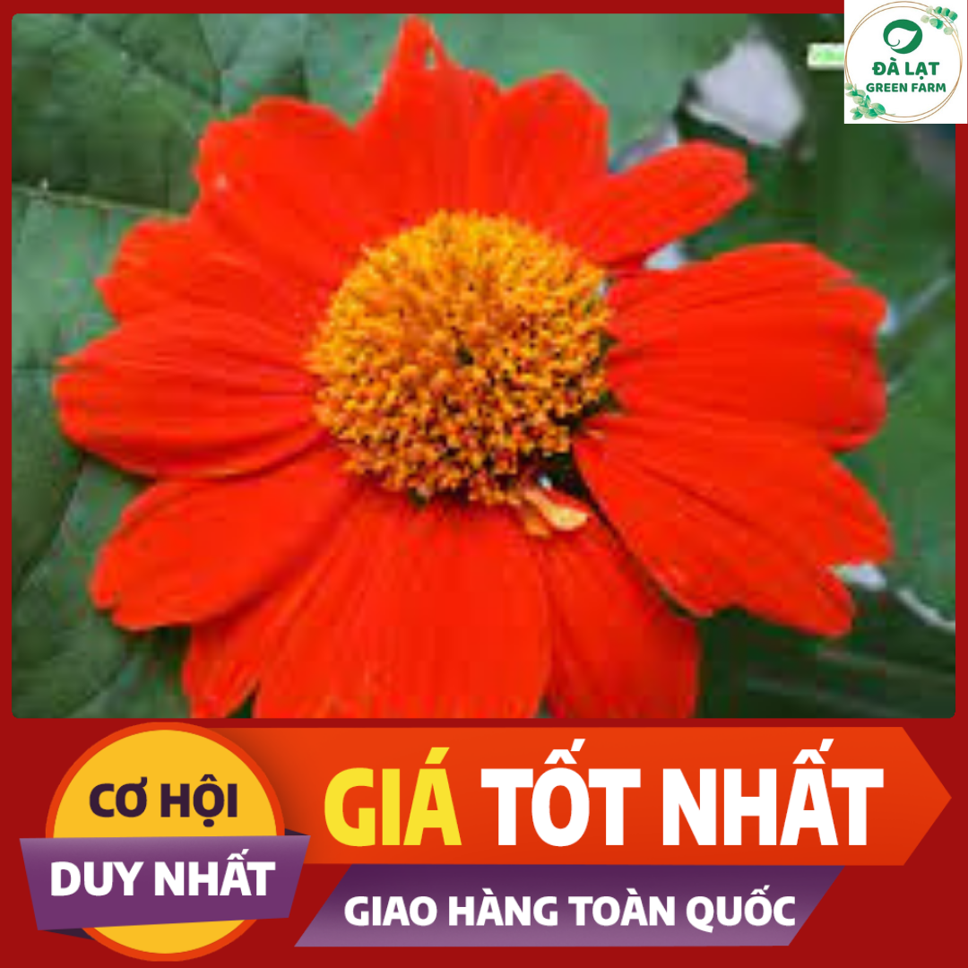 🍀50H_HẠT GIỐNG HOA CÚC SƠN QUỲ/DÃ QUỲ ĐỎ🍀