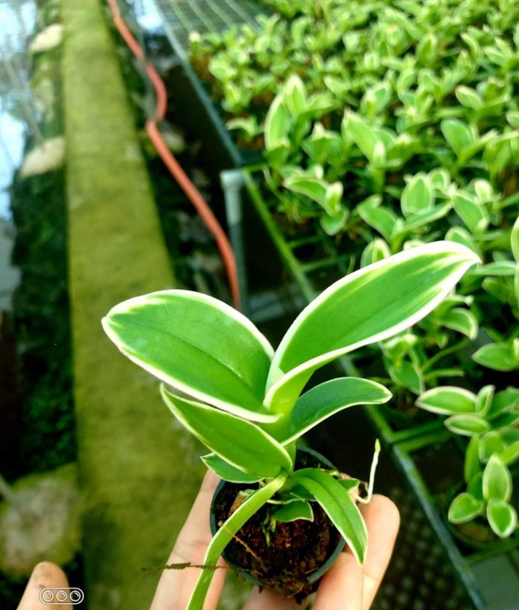 HOA LAN DENRO CHỚP LÁ BIÊN CÂY GIỐNG