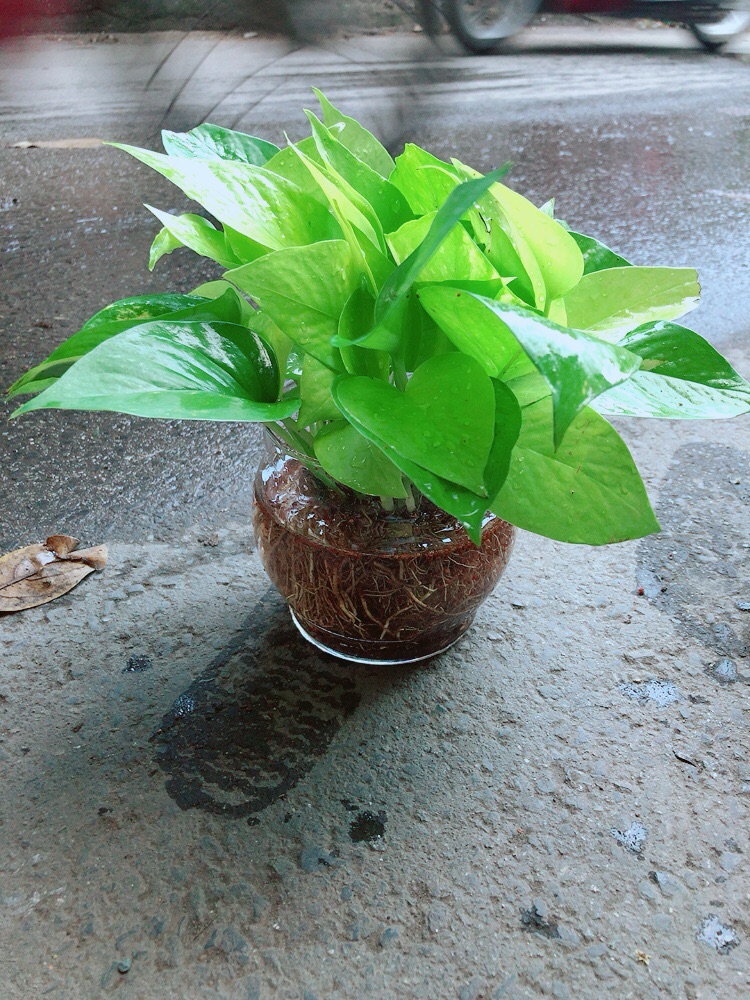 Trầu Bà Thái Vàng Thuỷ Sinh