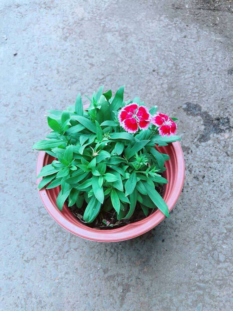 Hoa Cẩm Chướng