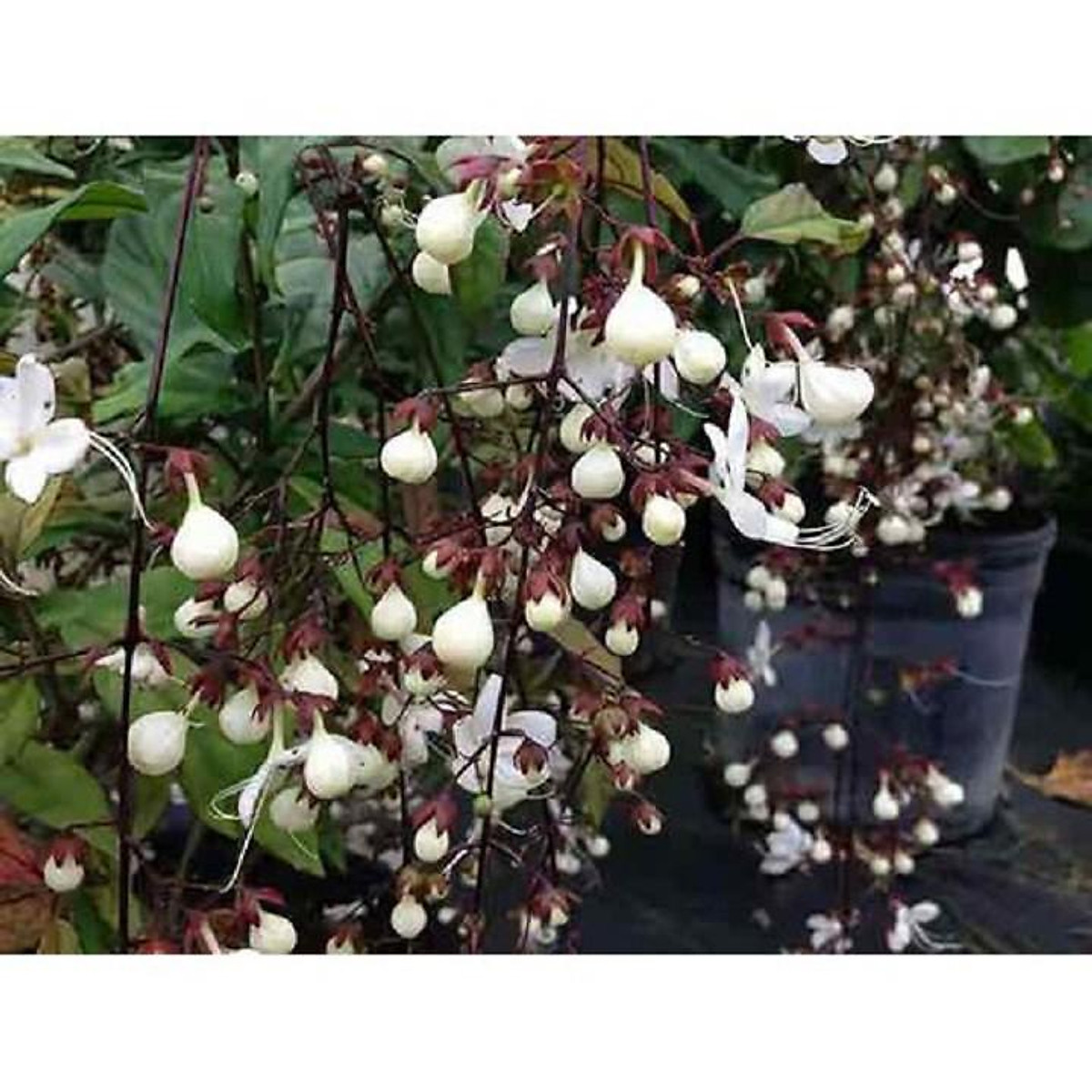 BẦU CÂY GIỐNG " Dạ Ngọc Minh Châu