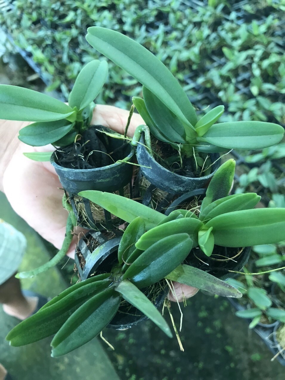 Ngọc điểm cây giống