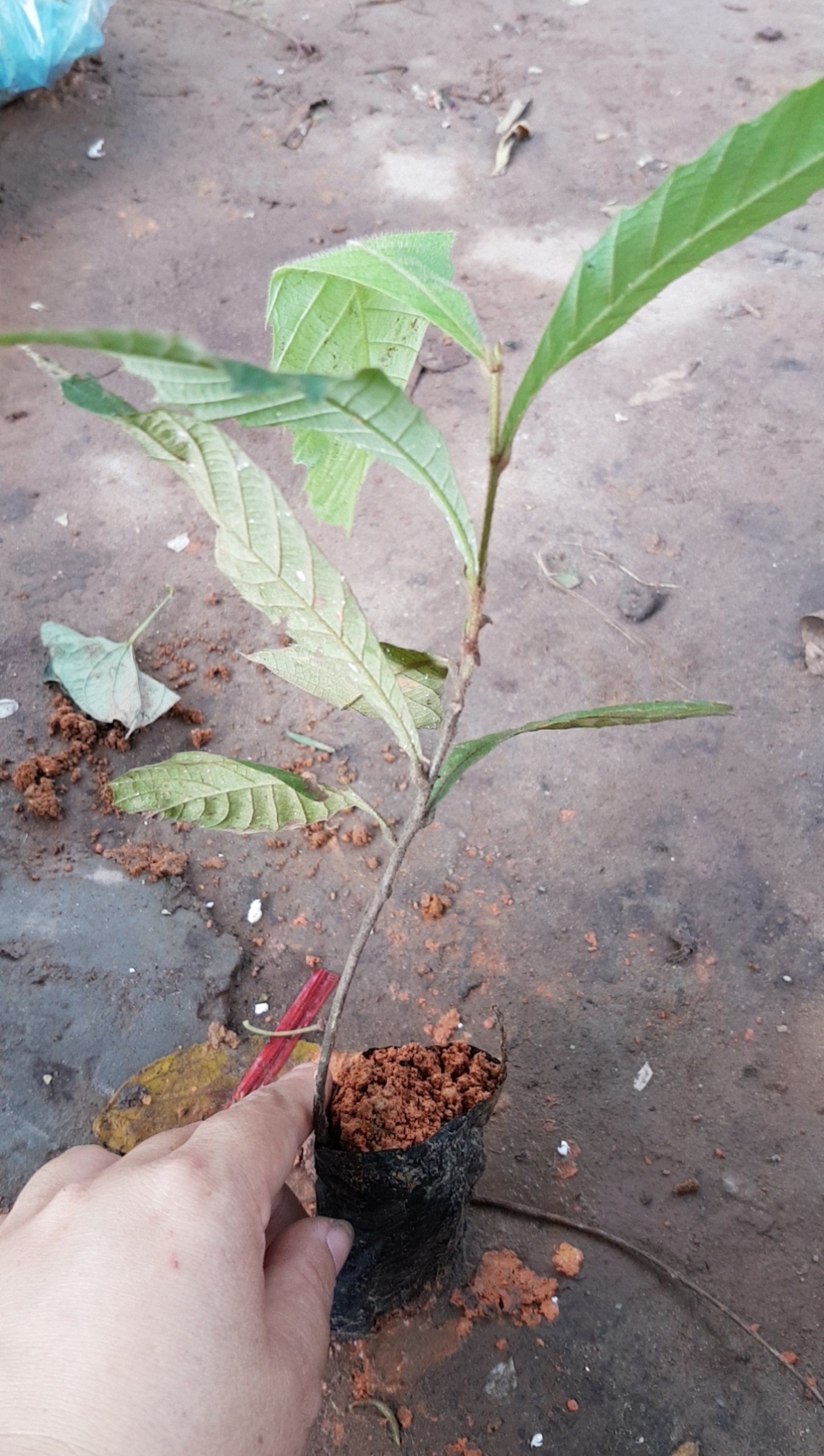 Dẻ ăn quả - Cây trong bầu