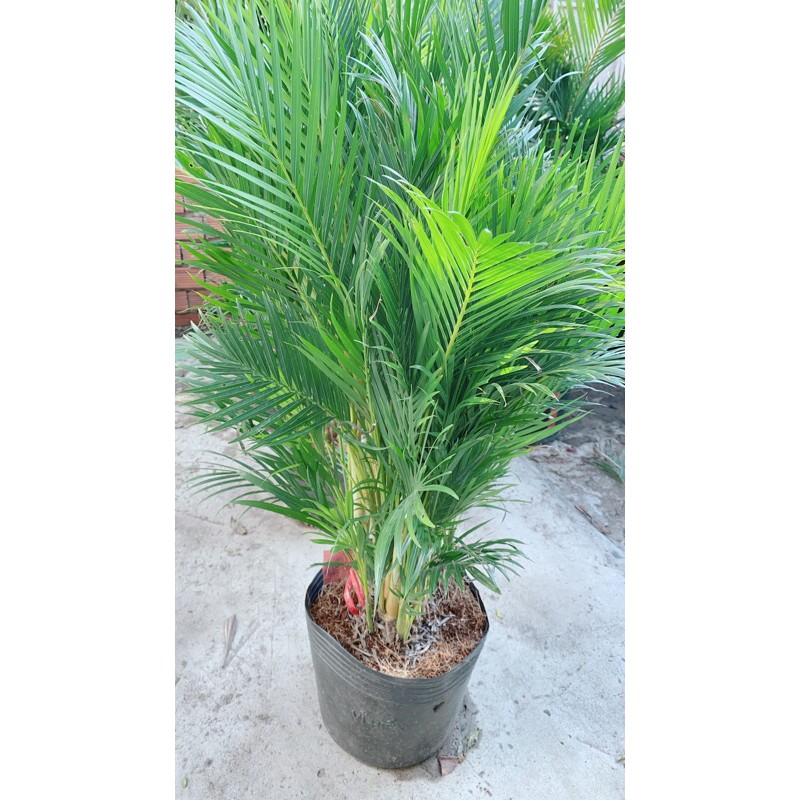 Bụi Cau Thái 80cm
