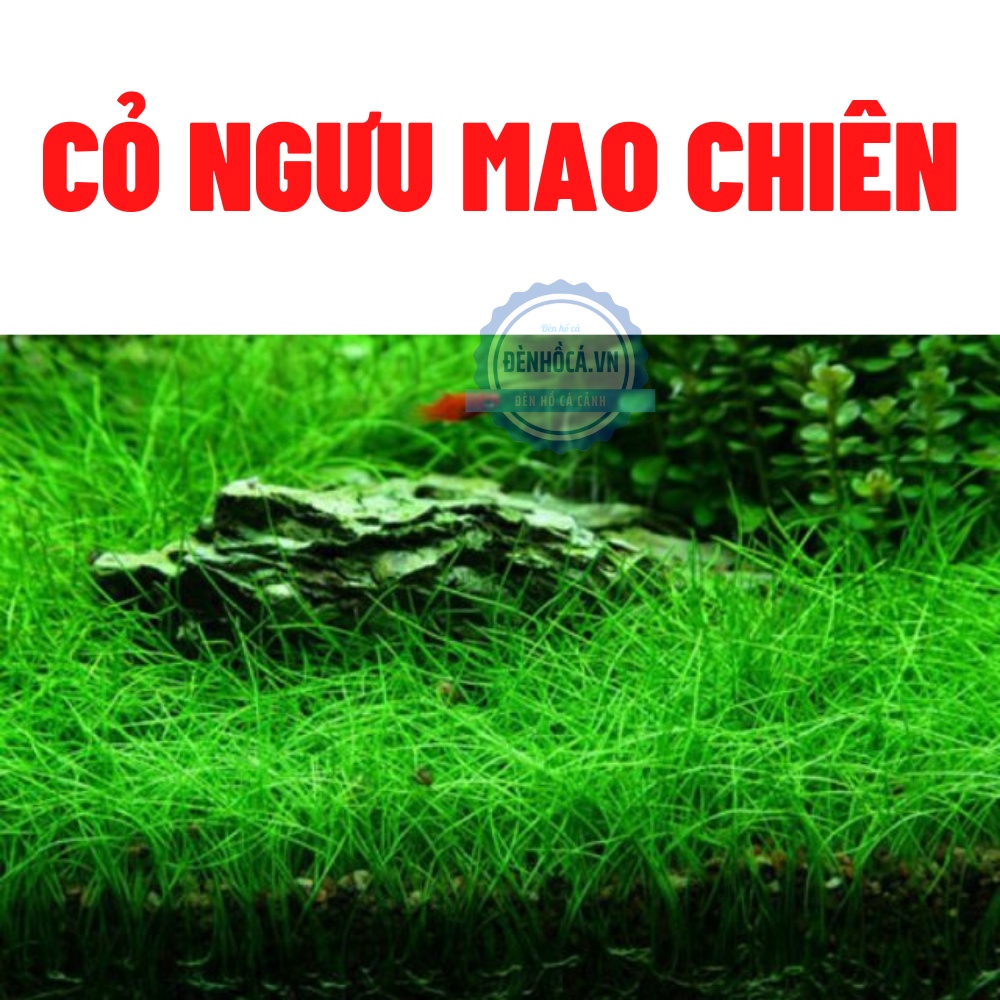 Hạt giống thủy sinh dành cho hồ thủy sinh