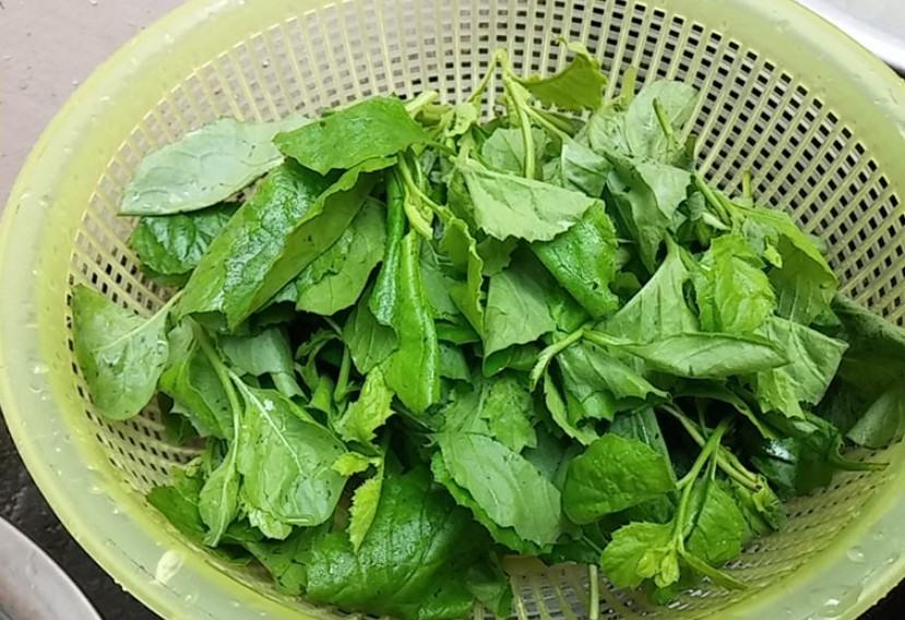 Hạt giống hoa uyển hồng ( Gói 100 hạt)