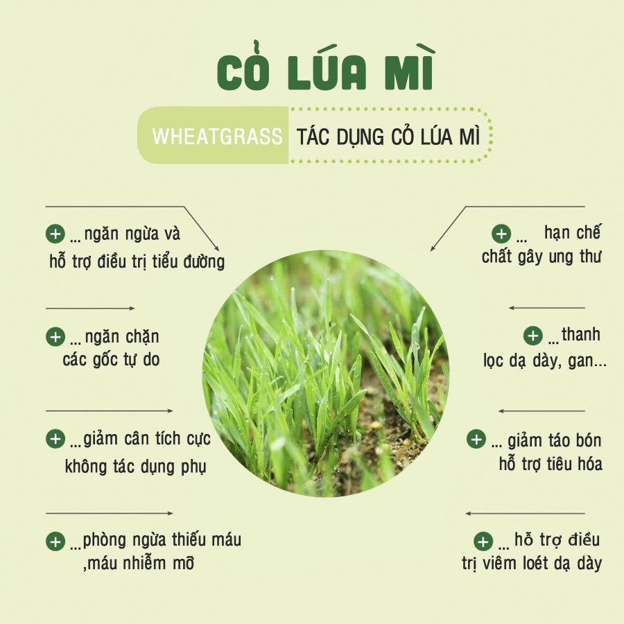 (Wheat grass powder) Bột cỏ lúa mì 100% nguyên chất