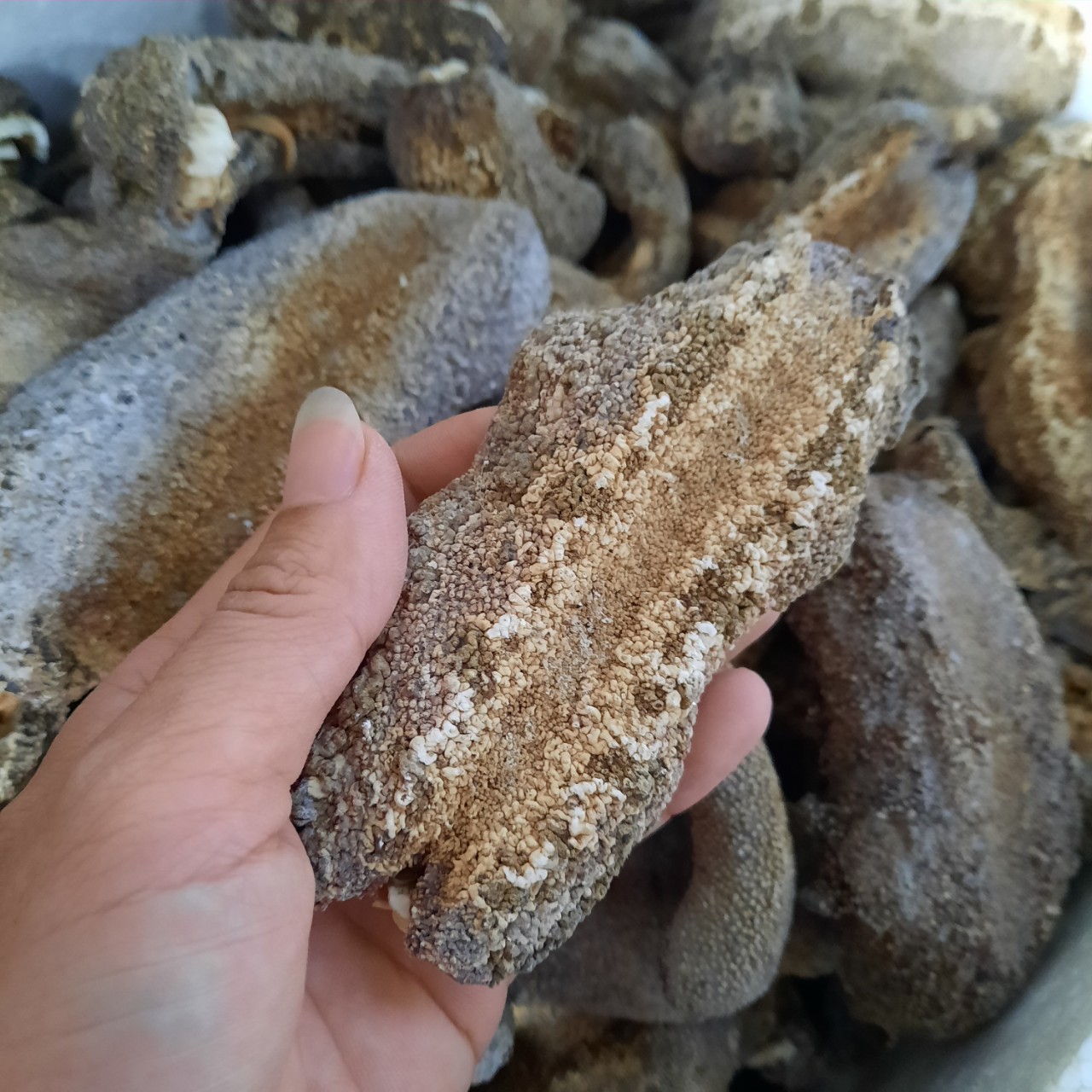 500gr Hải sâm da chăn. Đồn đột da chăn. Ngận da chăn