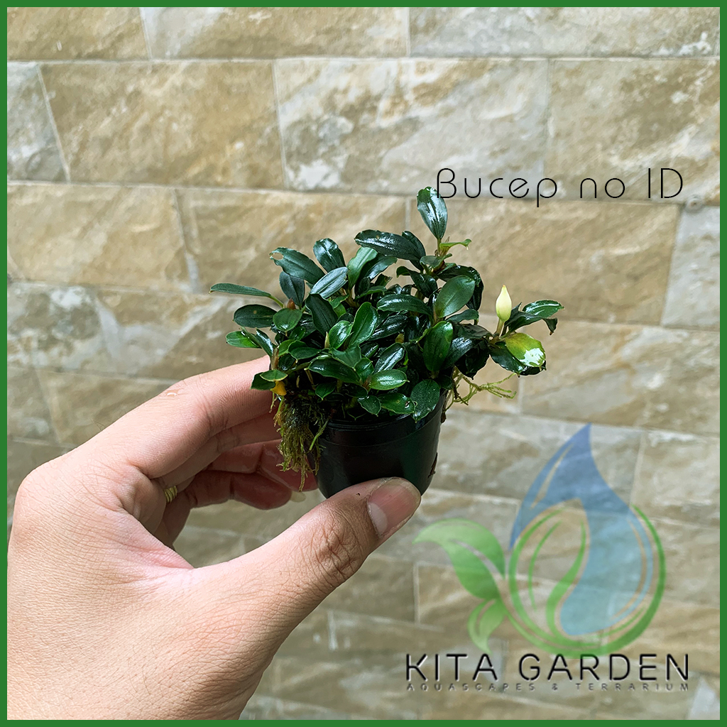 Bucep Tím | Bucephalandra TM | Cây Thủy Sinh Giá Thể