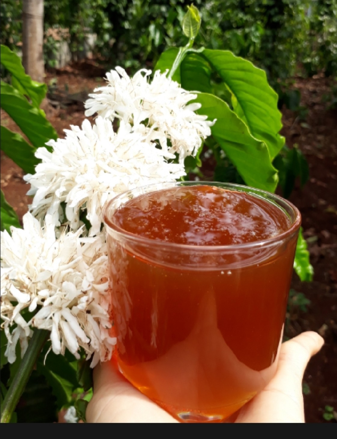 Mật ong Hoa Cafe nguyên chất 1 lít