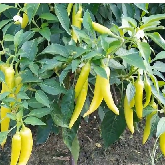 Hạt giống Ớt sừng vàng 0.2gr