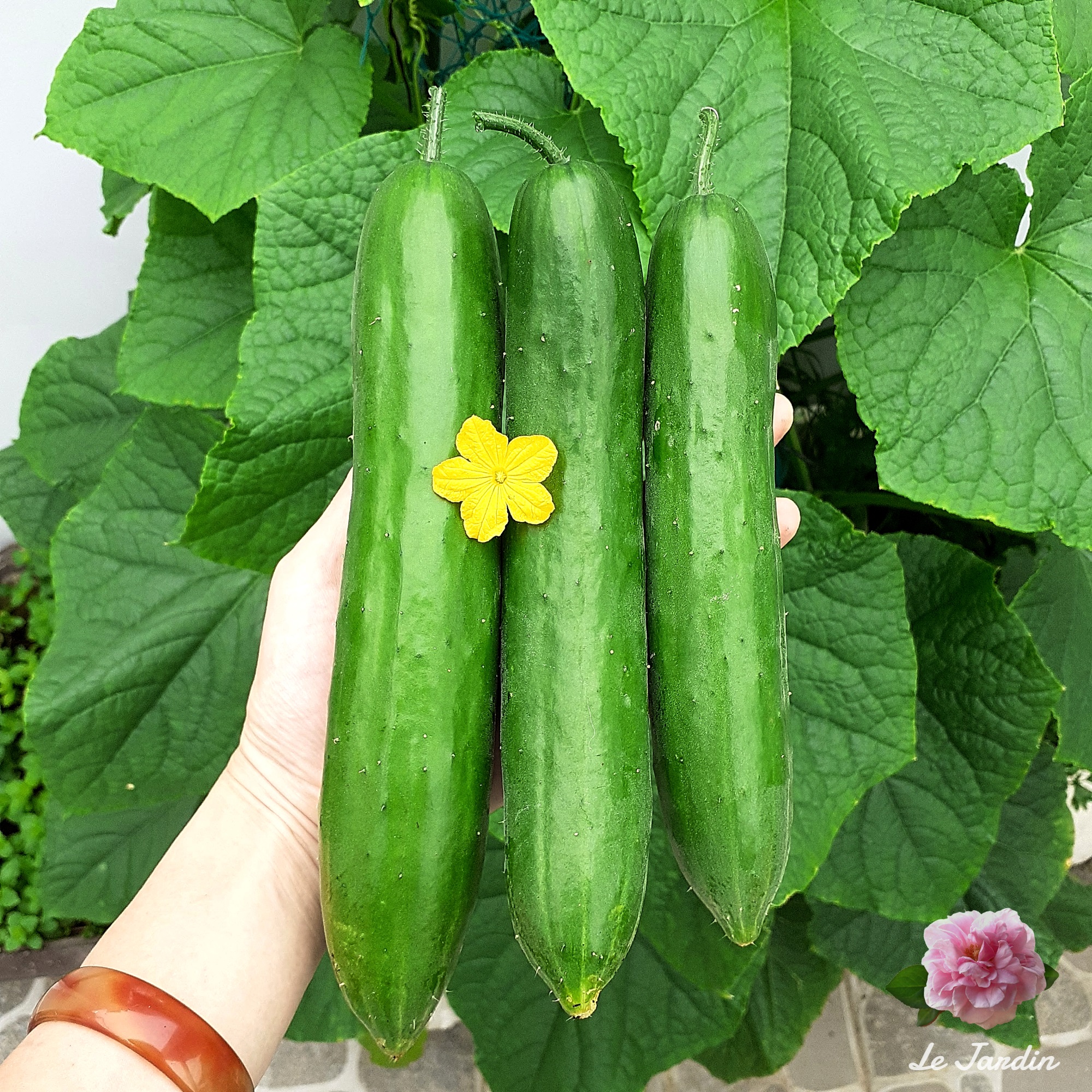 Phân trùn quế SFARM Pb01 túi 5kg