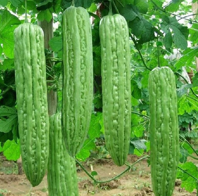 Hạt giống khổ qua khổng lồ (mướp đắng) Thái Lan 5 hạt
