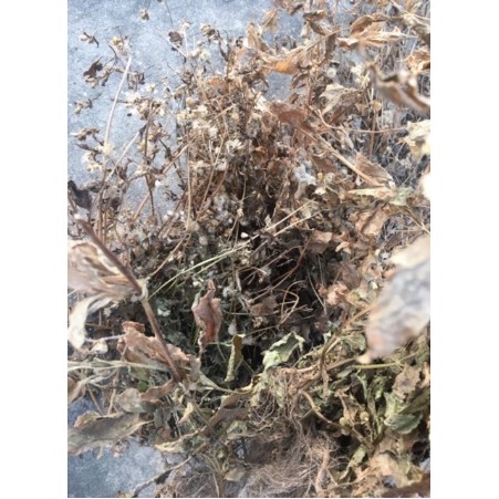 1kg cây cứt lợn khô (hoa ngũ sắc, cây cỏ hôi)