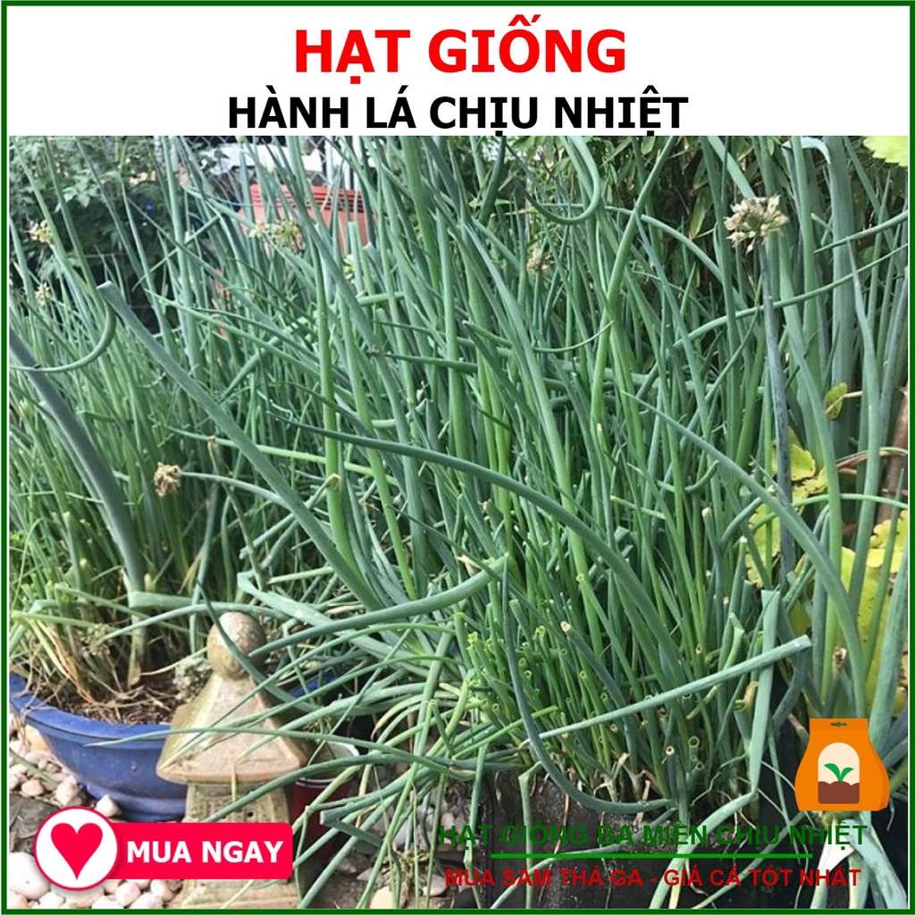 Hạt giống hành lá rạng đông 2.5 gram