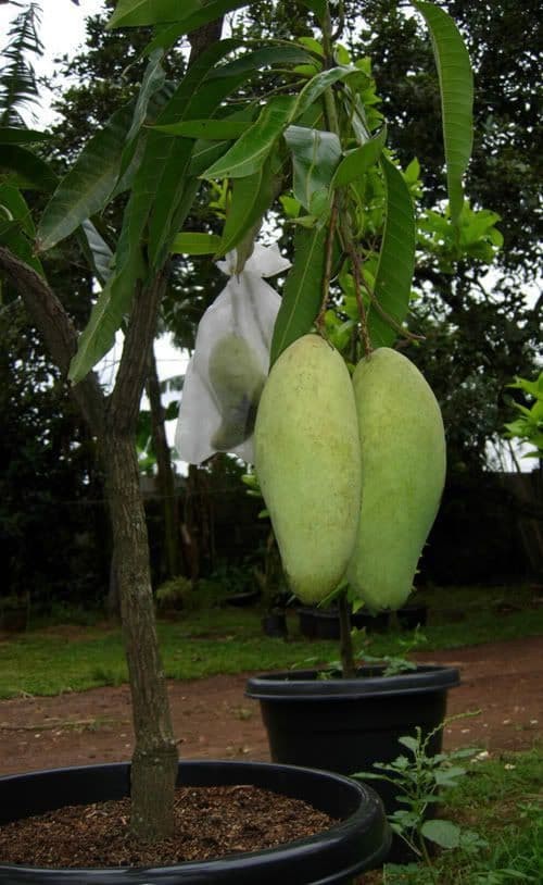 Cây xoài tứ quý