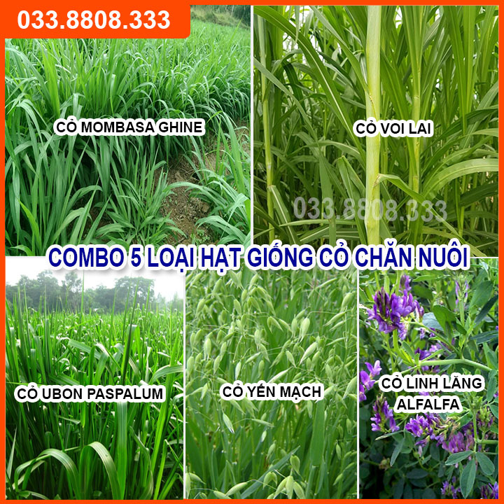 Combo 5 Loại Hạt Giống Cỏ Chăn Nuôi - Hạt Cỏ Voi, Mombasa Ghine, Yến Mạch, Paspalum, Alfalfa Linh Lăng (mỗi loại 50g)