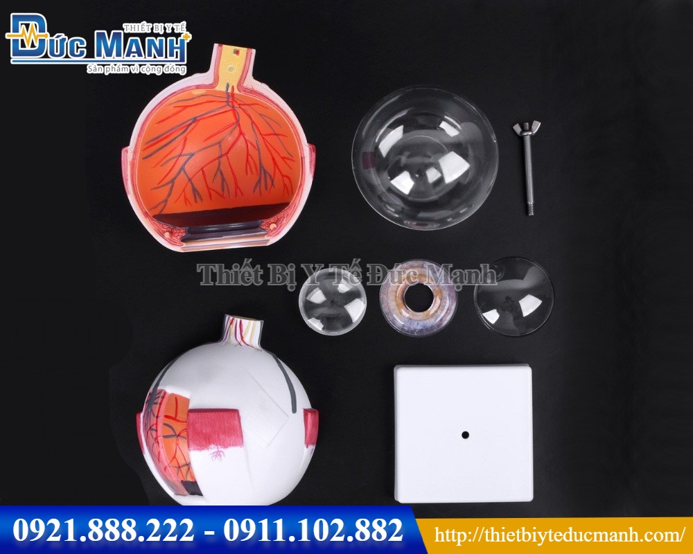 Mô hình giải phẫu mắt