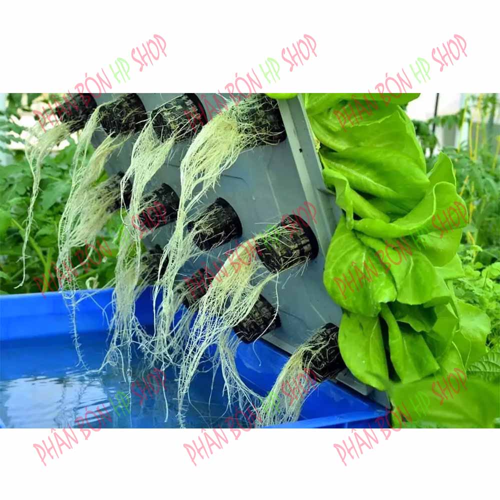 Dinh Dưỡng Thủy Canh Rau Ăn Lá Hydro Leafy (200g)