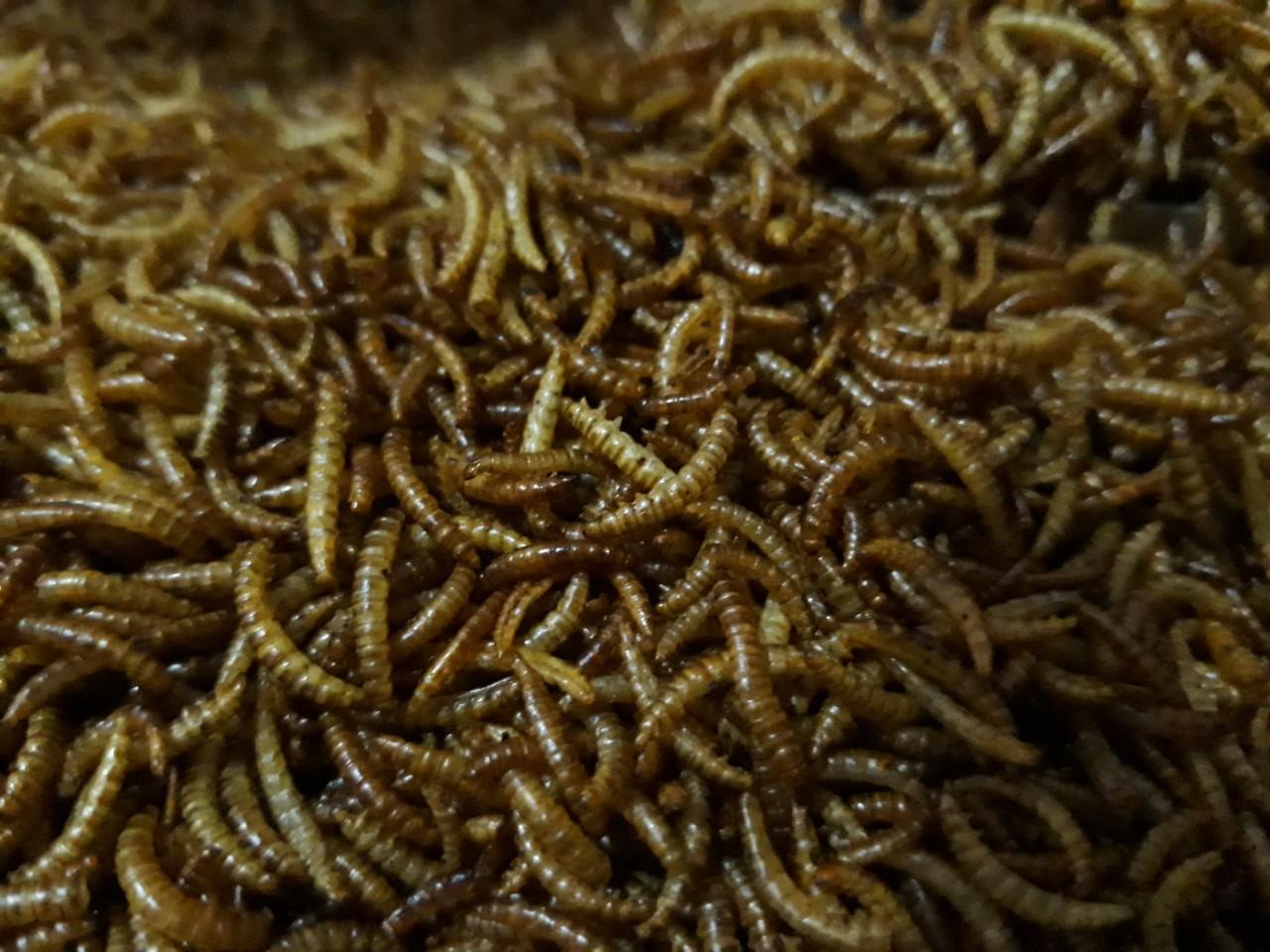 Sâu sấy khô