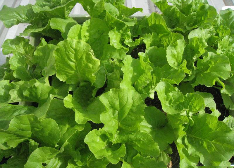 Hạt giống cải bẹ Dún Thái Lan , Gói 10 gram