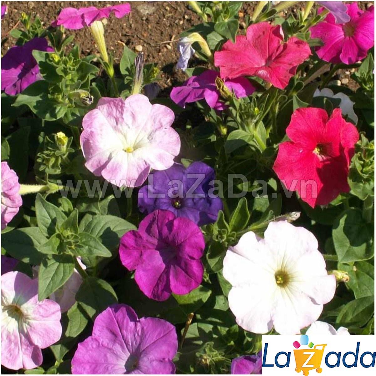 200h Hạt Giống Hoa Dạ Yến Thảo Mix Màu (C3.102| -KD: B28*V55*M190)