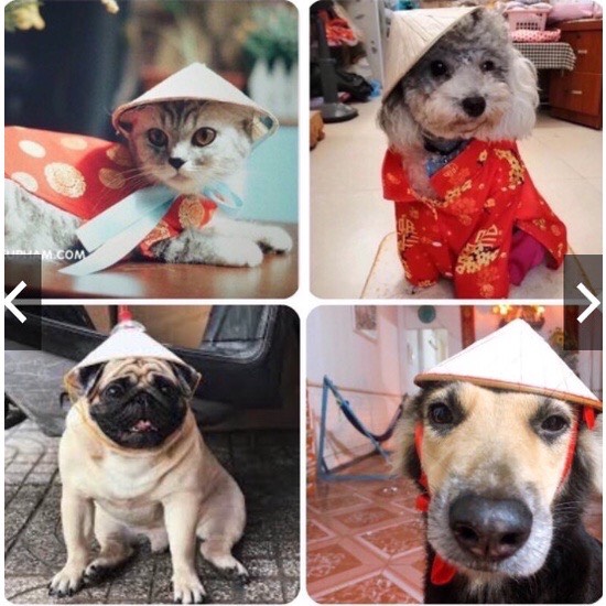 Nón Lá Cho Thú Cưng Chó Mèo