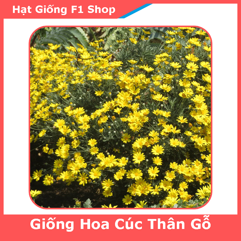 Hạt Giống Hoa Cúc Thân Gỗ (Cúc Trường Thọ) Dễ Trồng (50H) (280.F1)
