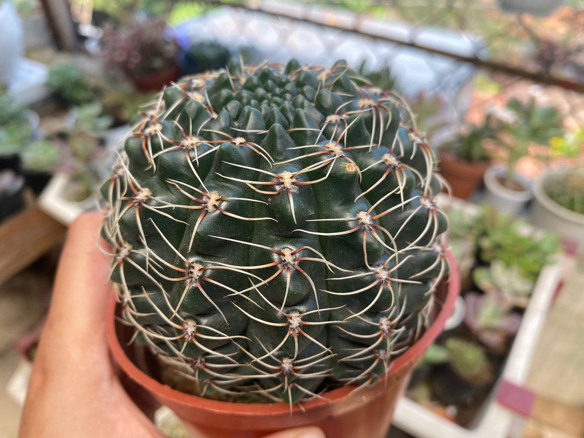 XƯƠNG RỒNG THẦN LONG LỚN 10cm