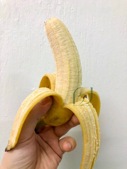 CÂY GIỐNG CHUỐI NÀNG TIÊN [ Cây đẹp khỏe cao trên 50 cm ] [ GIAO HÀNG NHANH ]