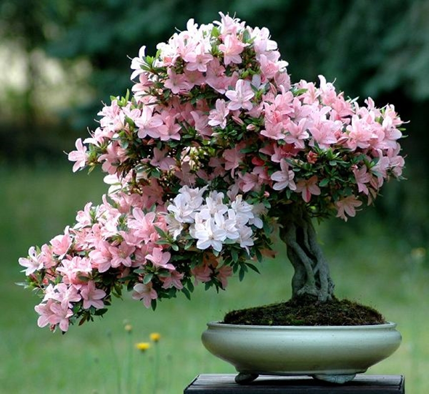 Hạt giống hoa Đỗ quyên