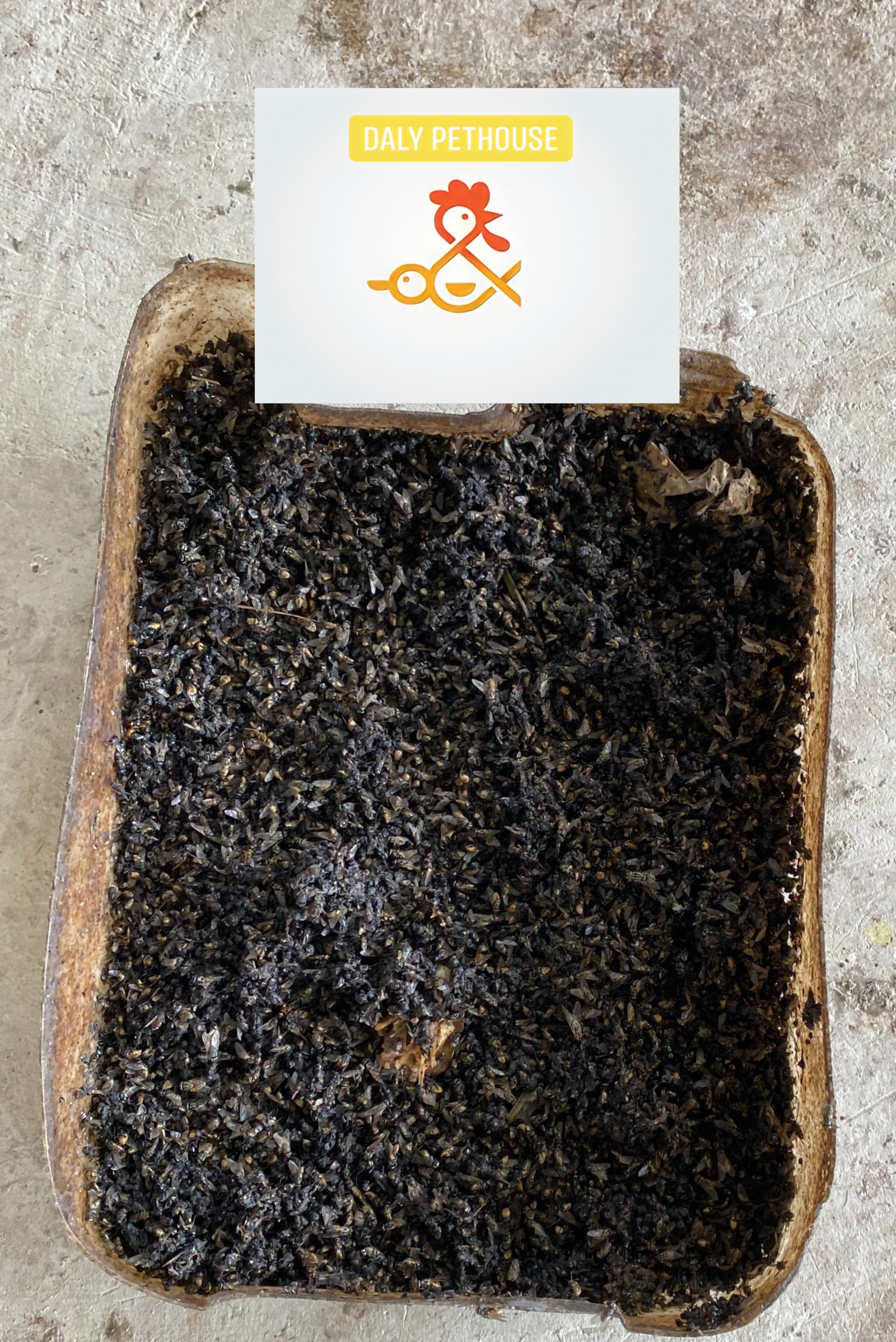Thuốc Diệt Ruồi 100%