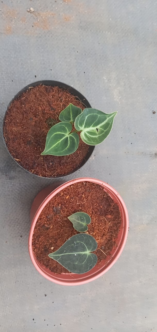 Môn Tim - Anthurium Clarinervium cây con