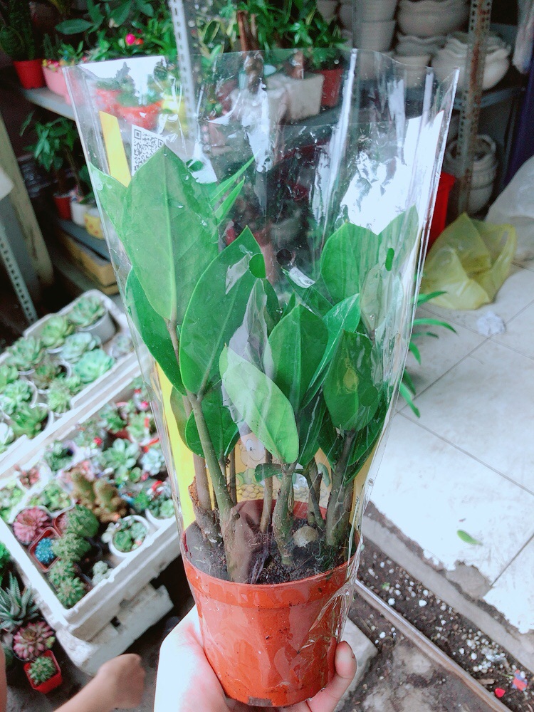 [HCM]Kim Tiền Thái