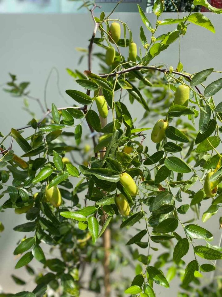 Cây giống Hồng Táo (Táo Tàu) siêu ngọt