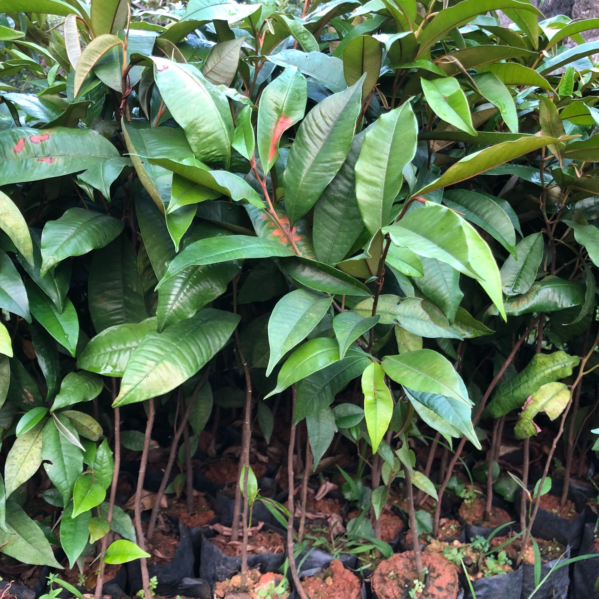 Cây vú sữa tím gieo hạt cao 25-50cm