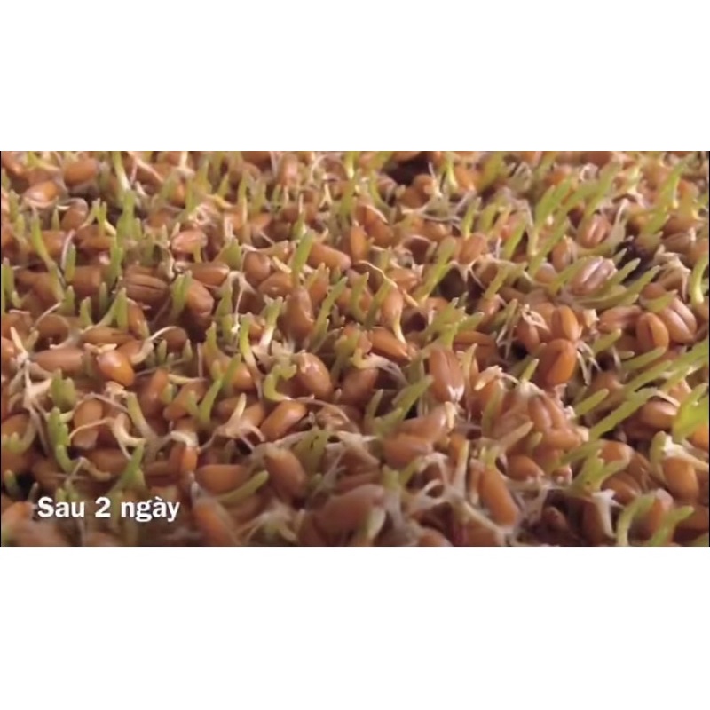 1kg Hạt mạch Úc (hạt giống cỏ lúa mỳ)