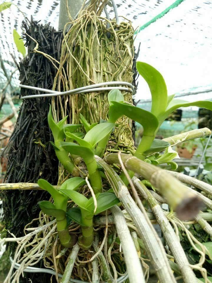Kích Mầm, chồi, hoa KEIKI DUY