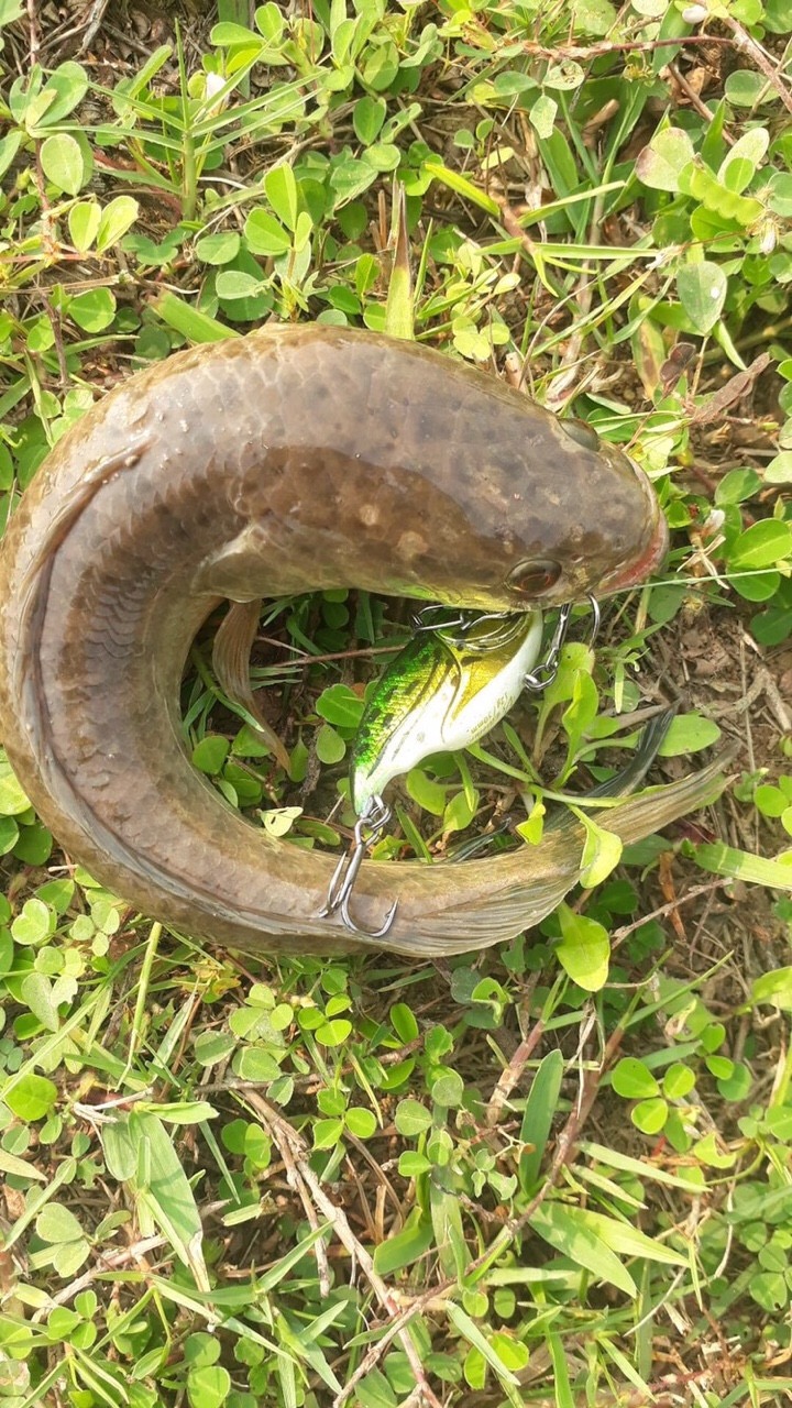 Mồi câu lure V5, mồi câu cá Thái Lan, siêu nhạy.