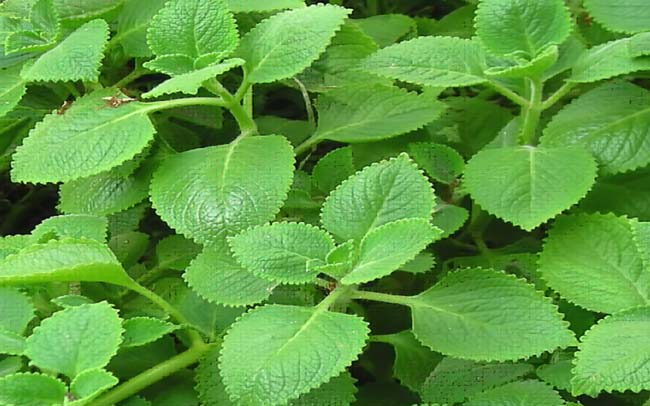 5 cây giống húng chanh