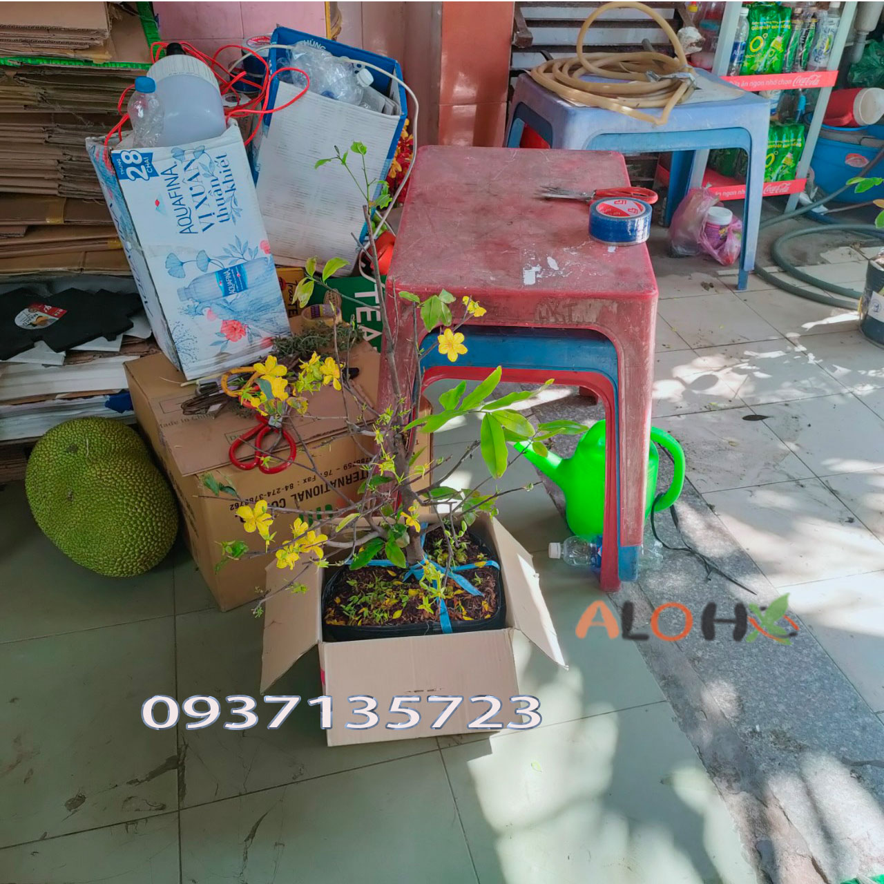 [HCM]cây mai vàng [ mai giảo ] -từ 6-12 cánh