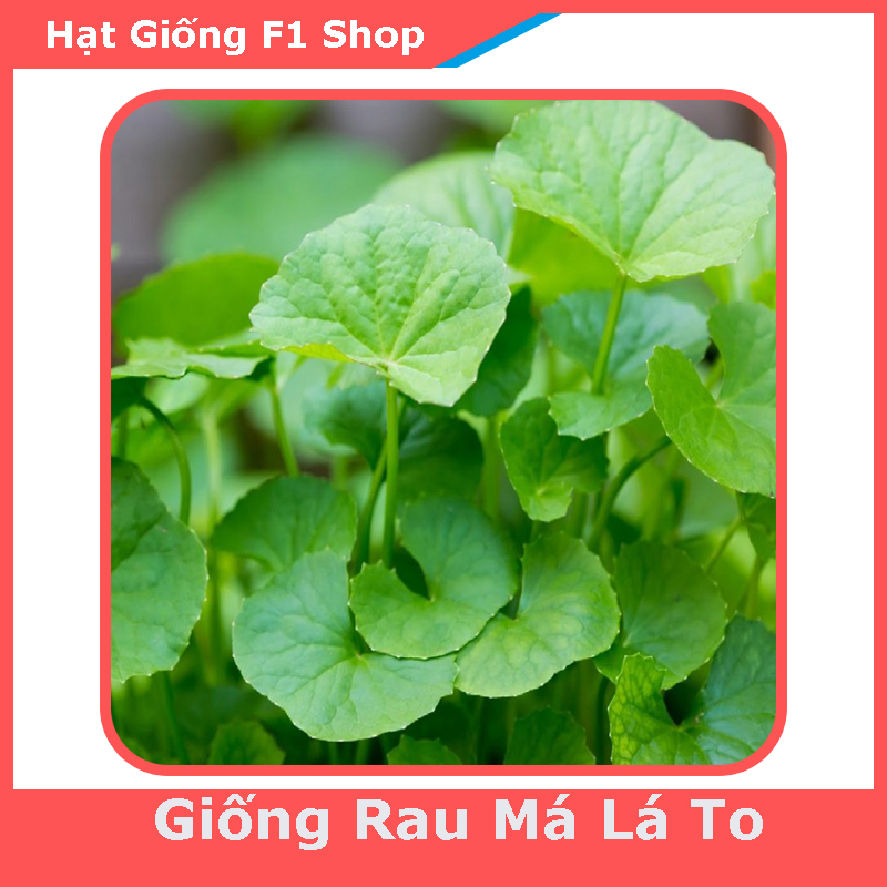 Hạt Giống Rau Má Lá To (1G) (107.F1)