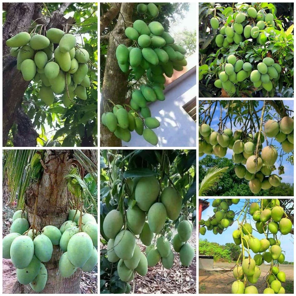 CÂY GIỐNG XOÀI TỨ QUÝ SIÊU QUẢ- CAM KÊT GIỐNG CHUẨN F1